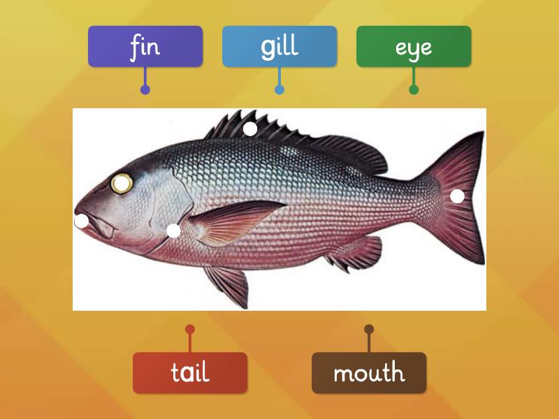 main body parts of a fish