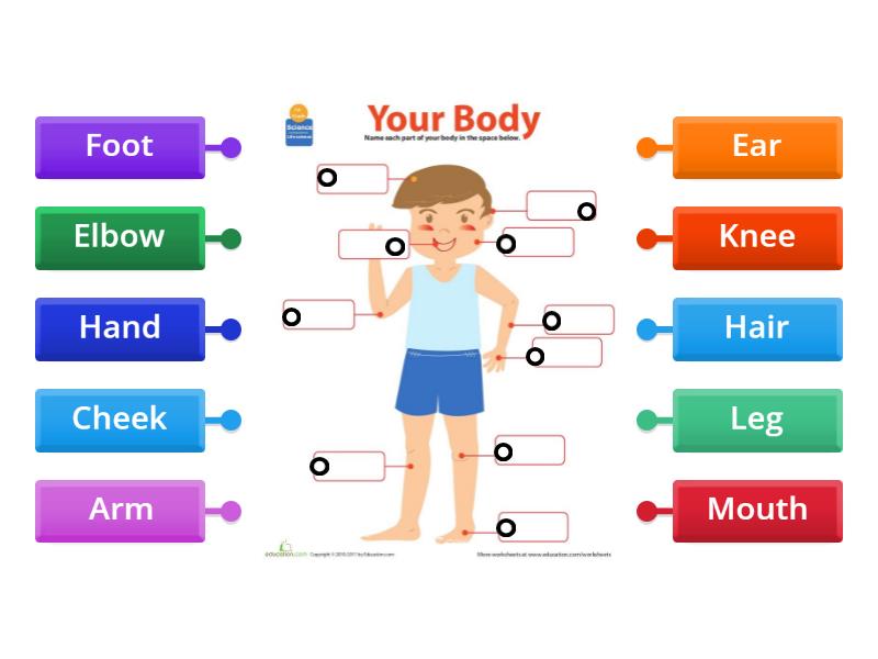 body parts - Labelled diagram