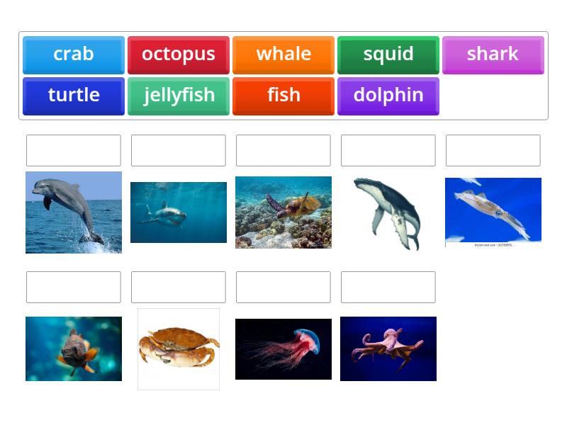 Sea Animals - Match up