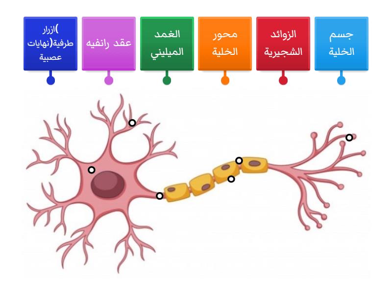  Labelled Diagram