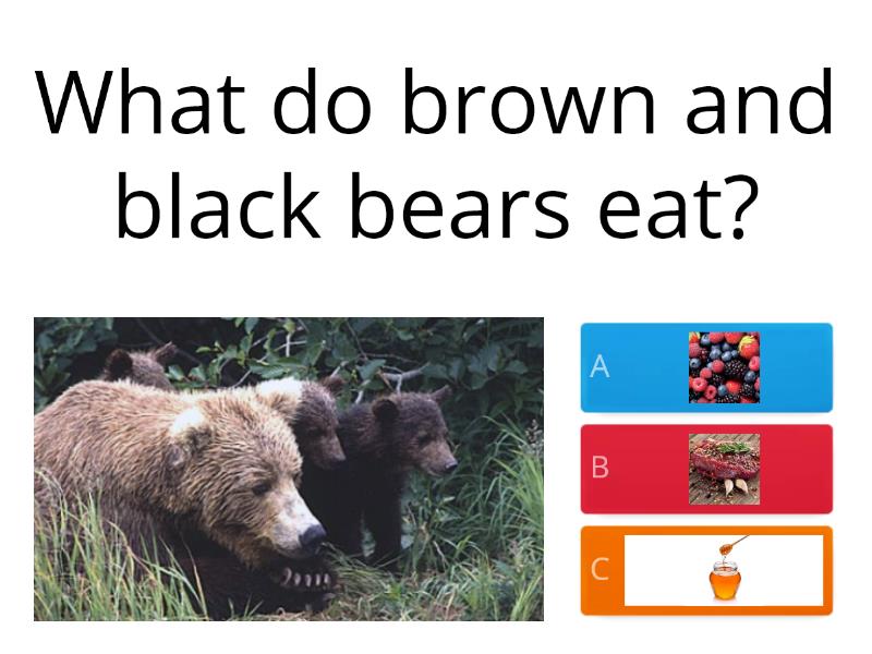 All About Bears - Quiz