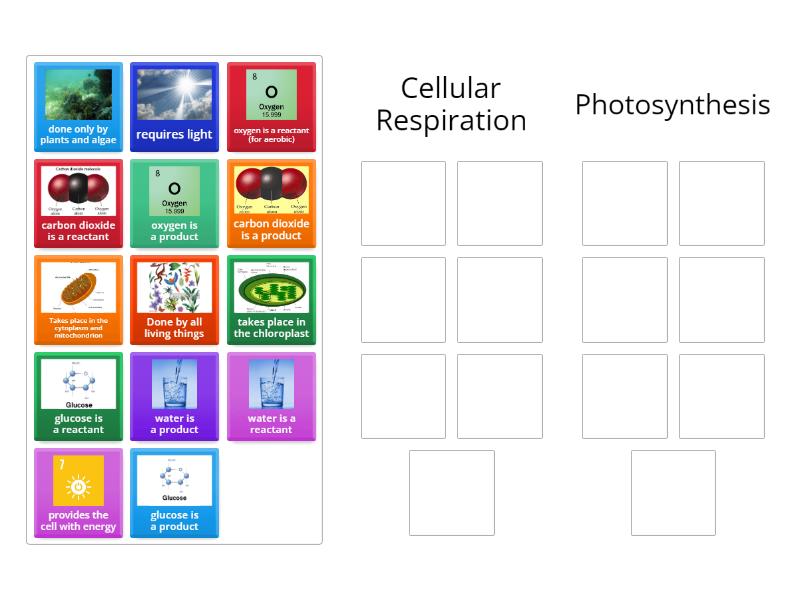 Cellular Respiration and Photosynthesis - Group sort