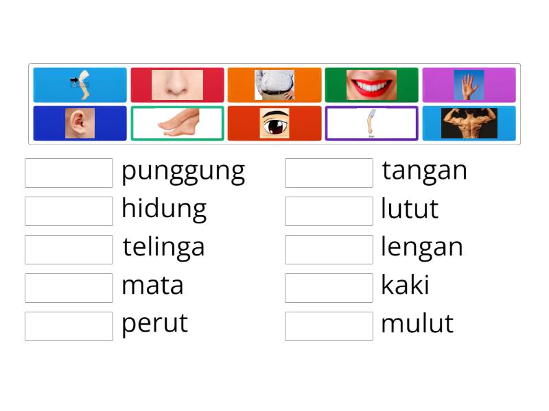 MENGENAL ANGGOTA TUBUH - Match up