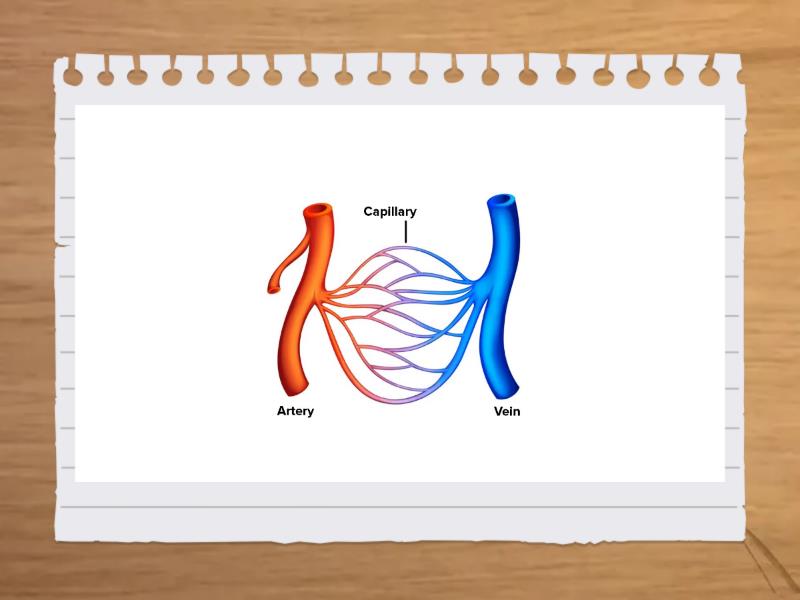 Circulatory system Consist of - Flash cards