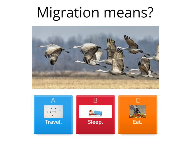 Migration, Hibernation and Molting - Quiz