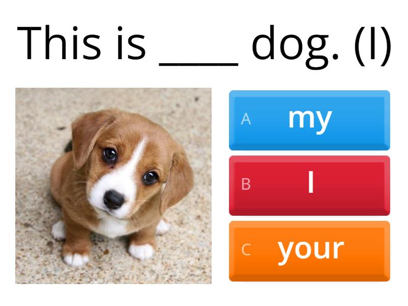 Possessive Adjective And Subject Pronouns Cuestionario