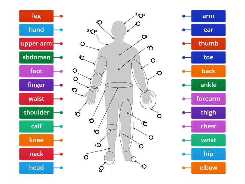 Parts of the human body - Labelled diagram