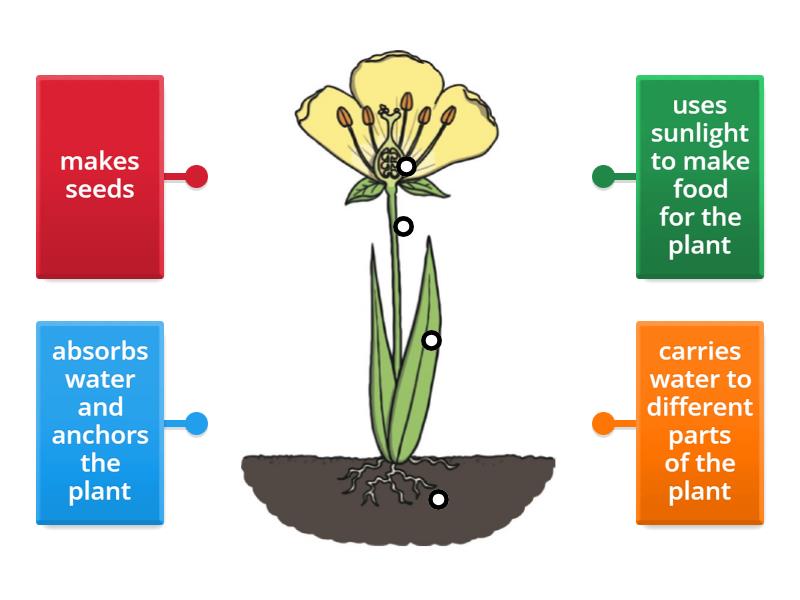 Functions of parts of the plant - Labelled diagram