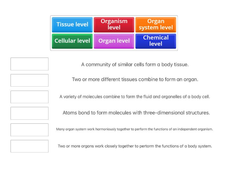 level of organization in the human body quiz