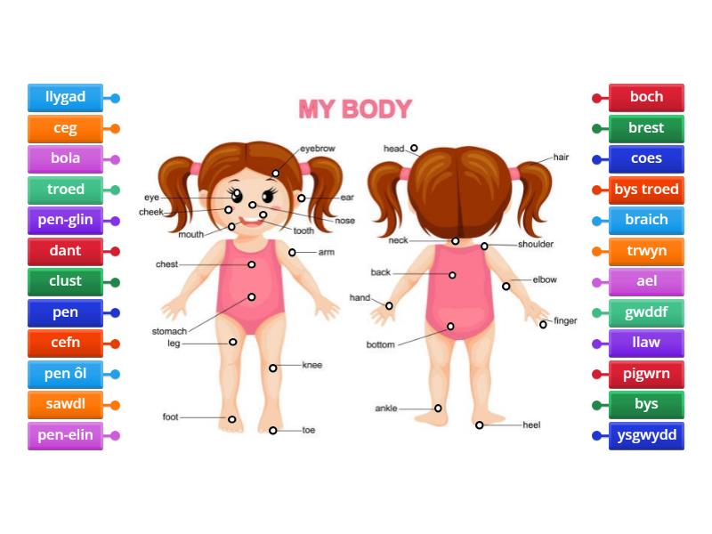 Label the body and head LABELI'R CORFF A'R PEN anodd - Labelled diagram