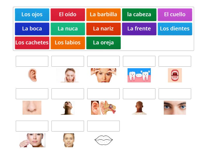 Partes Del Cuerpo Match Up