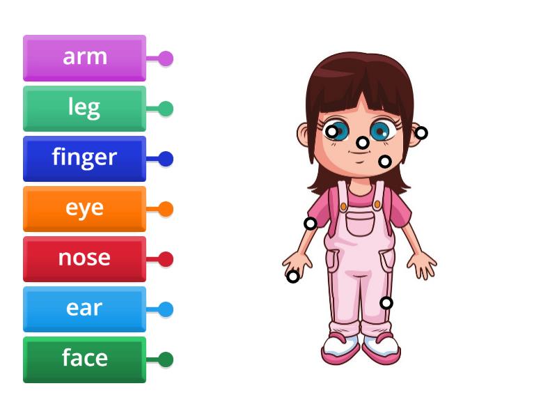 Test. Body Parts - Labelled Diagram