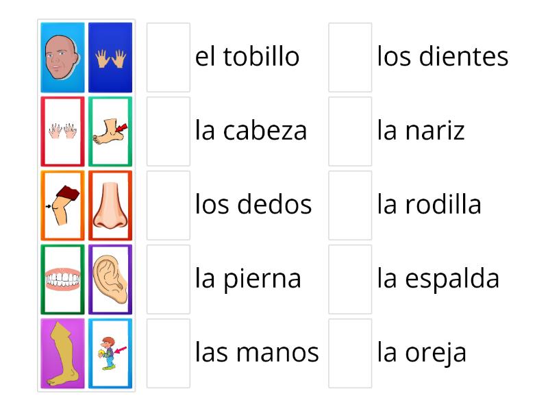 Los Partes Del Cuerpo Ii Match Up