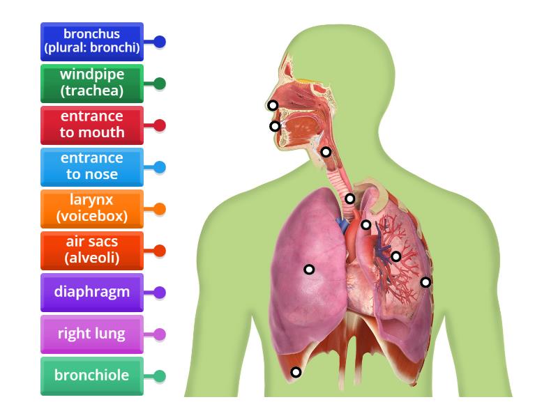 y8 Human respiratory system - Labelled diagram