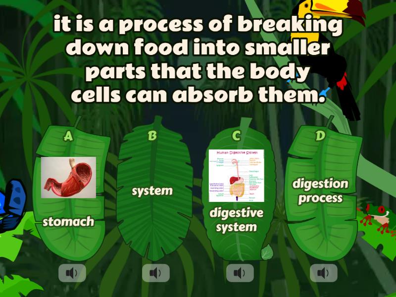 grade 4 digestive system Quiz