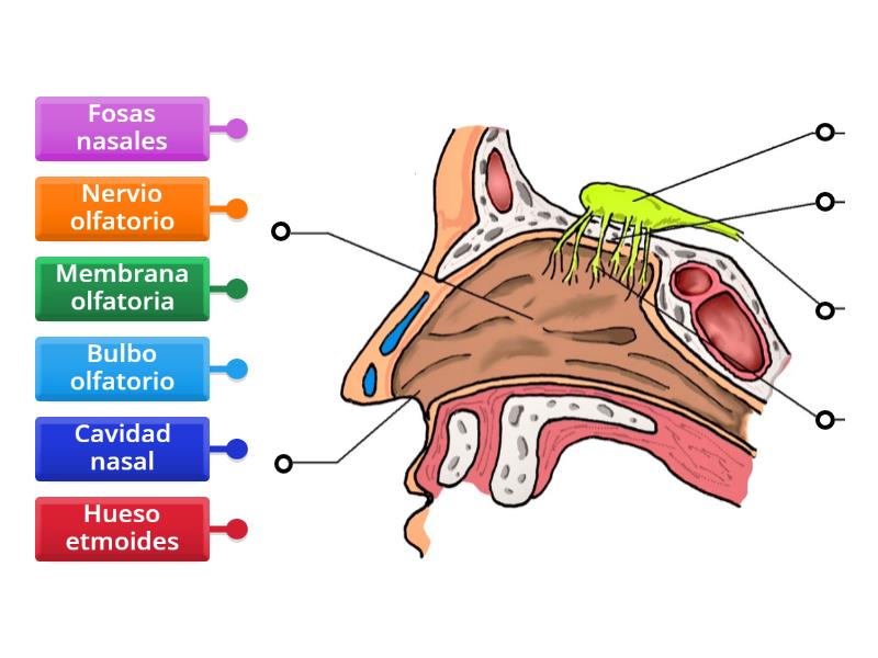 Olfato partes - Labelled diagram