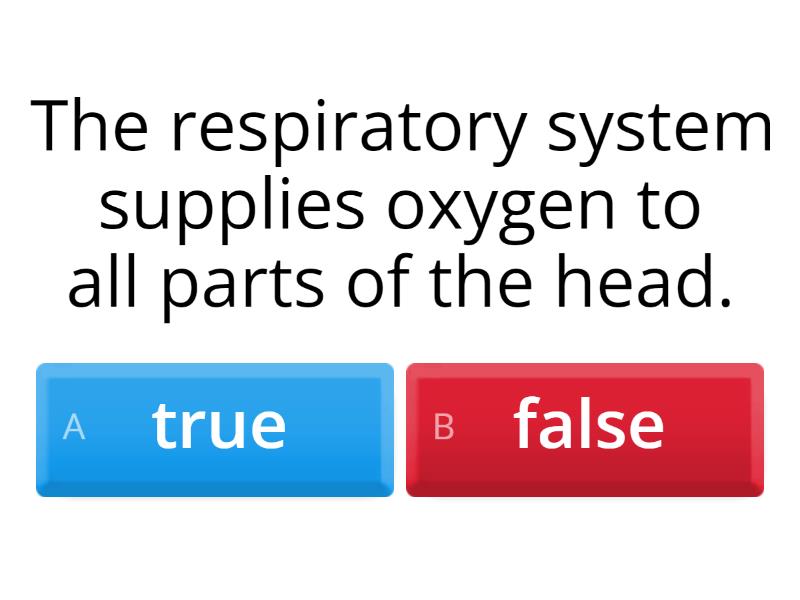 Respiratory System Quiz
