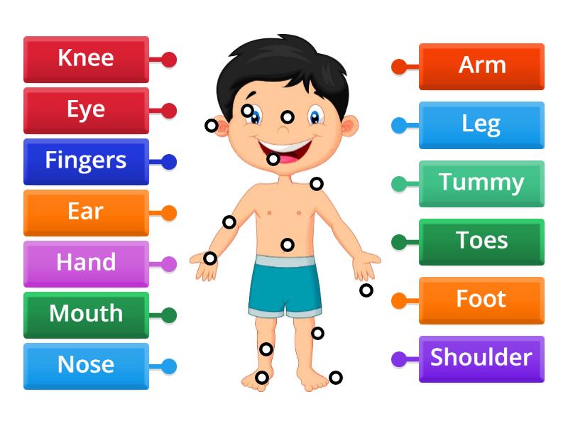 PARTS OF THE BODY - Labelled diagram