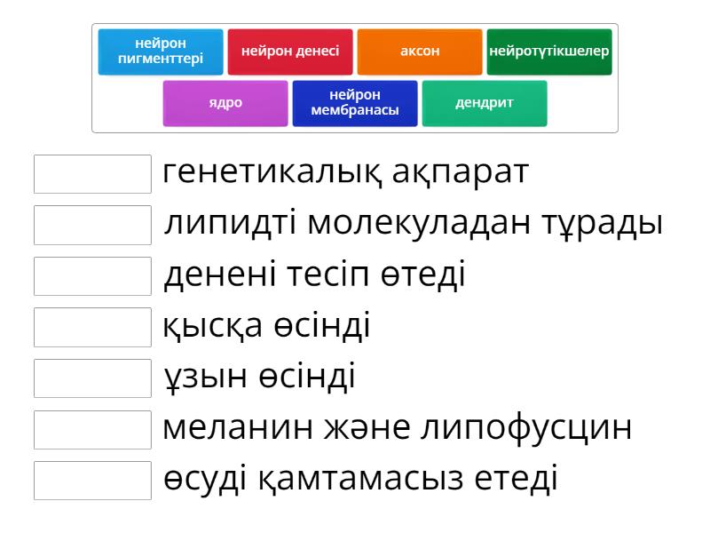 Нейрон. Тапсырма - Match up