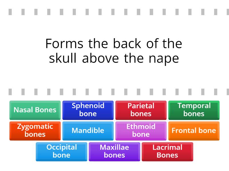 bones of skull and face