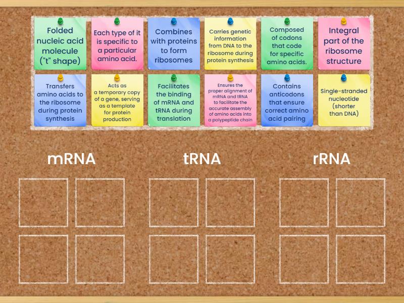 MATCH ME UP!! (types of RNA) - Group sort