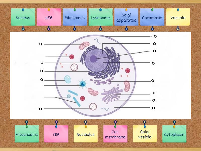 Cell Structure Labelled Diagram