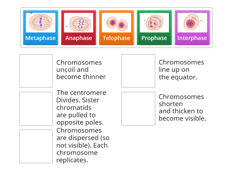 6 stages of mitosis explained