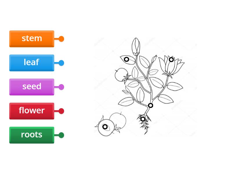parts of a plant - Labelled diagram