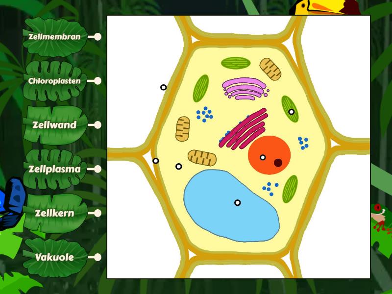 Die Pflanzenzelle - Labelled diagram