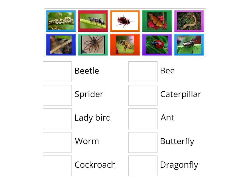 Minibeast Pairs - Match up