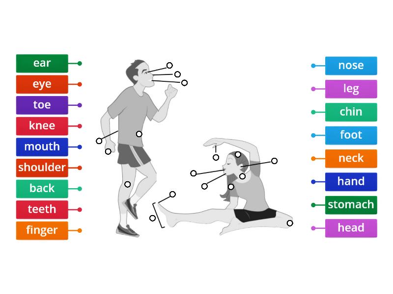 Parts Of The Body - Labelled Diagram