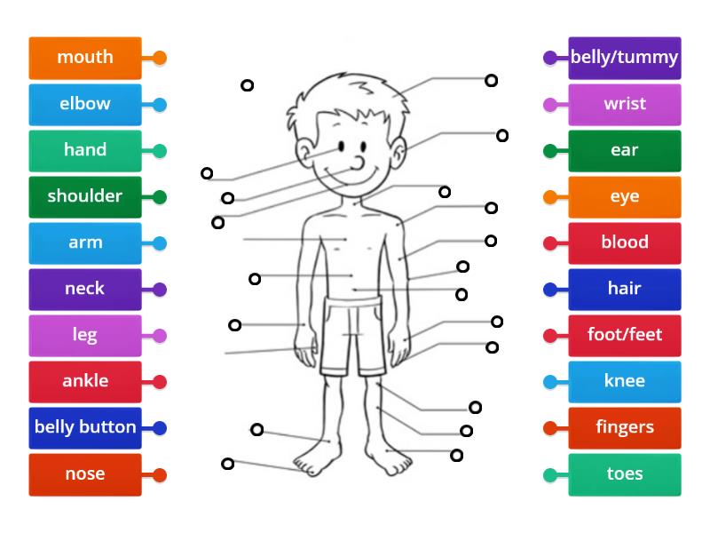 Parts of the Body - Labelled diagram