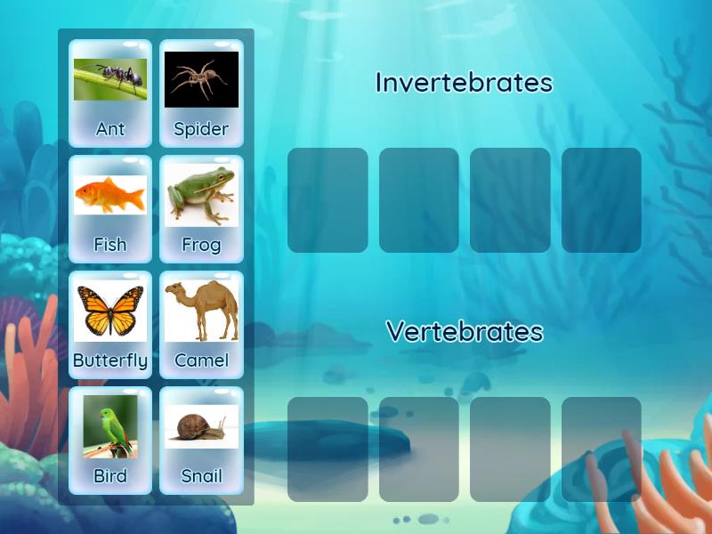 vertebrate and invertebrate animals - Group sort