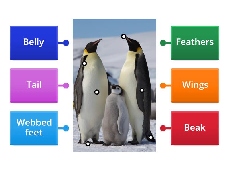 Body parts of a penguin. - Labelled diagram