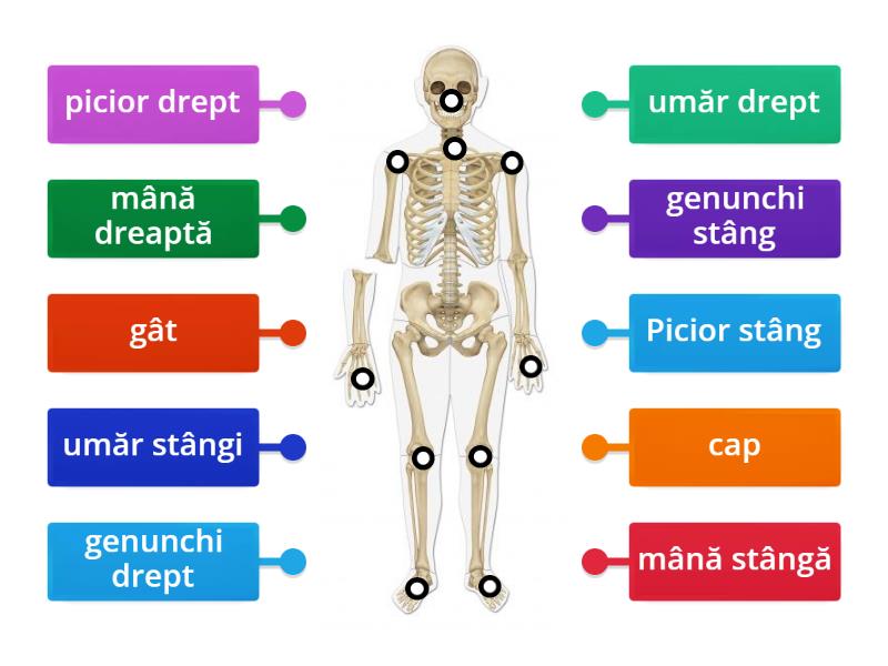 Scheletul Corpului Uman Labelled Diagram