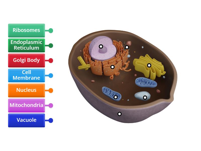 Animal Cell - Labelled diagram