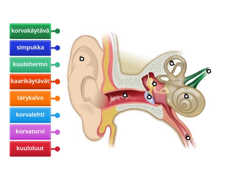 kohteen-bi9-korvan-rakenne-kopio-labelled-diagram