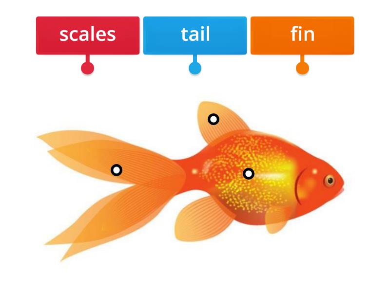 body parts of a fish