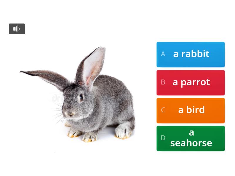 Spotlight 3 Module 10a Animals - Quiz