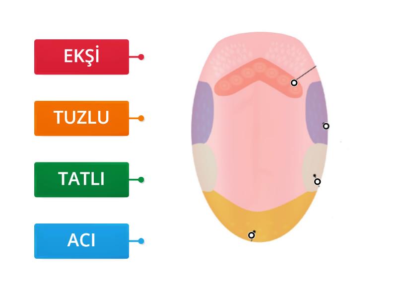 Dİlİn Kisimlari - Labelled Diagram