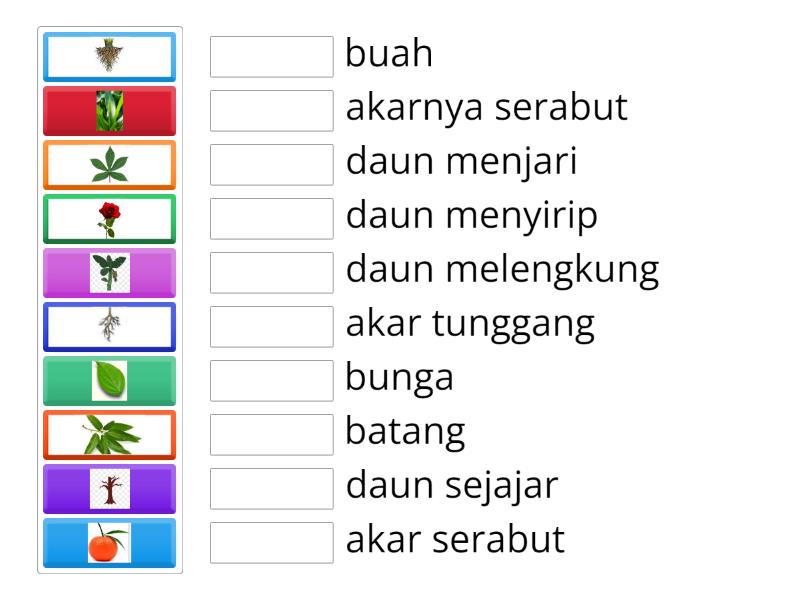 IPAS (Bagian tumbuhan) - Match up