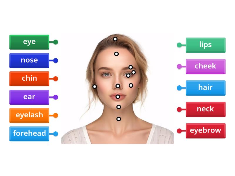 Parts of the face - Labelled diagram