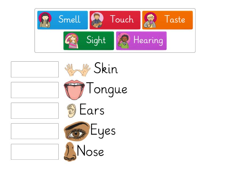 Senses vs Sense organs - Match up