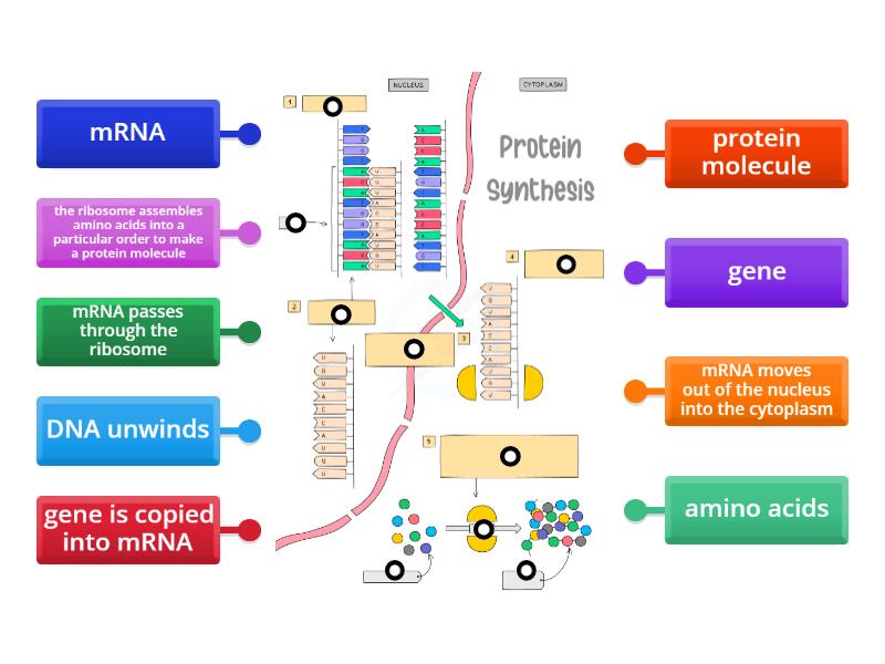 Protein Synthesis - Labelled diagram