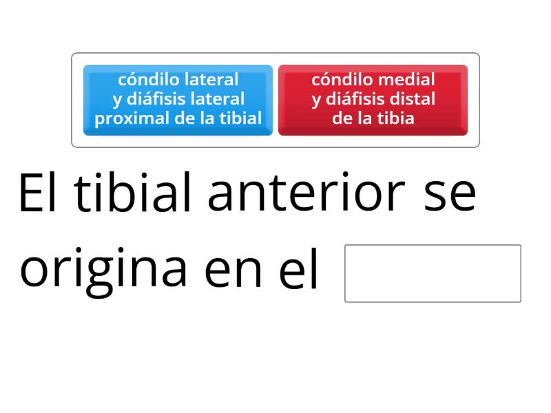 Tibial Anterior Missing Word