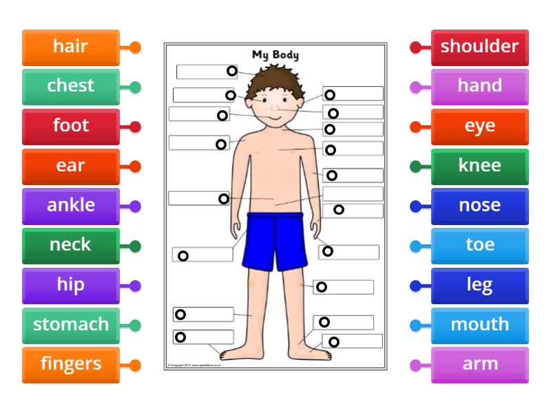 ESOL - Pre Entry - Parts of the body - Labelled diagram