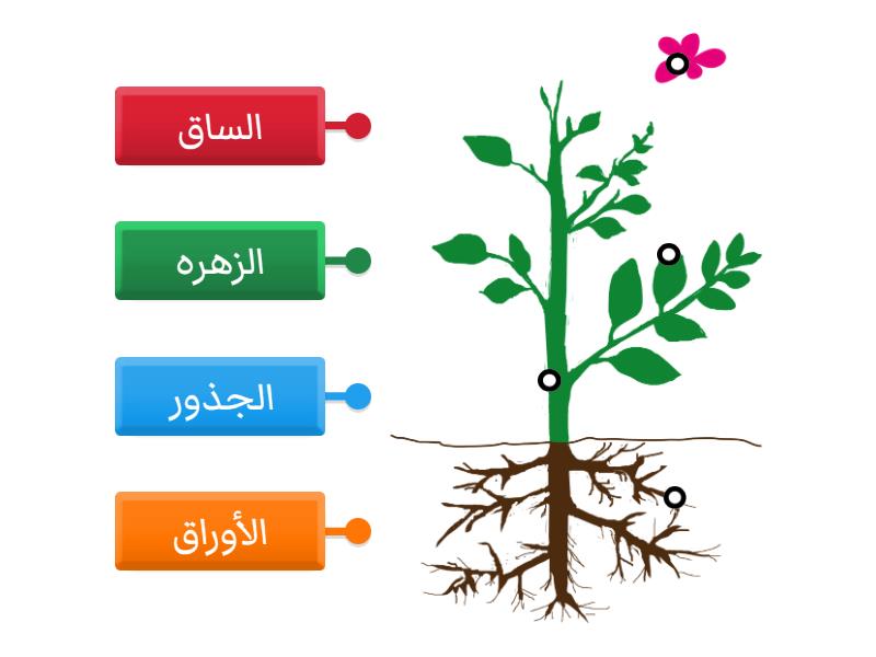  1 Labelled Diagram