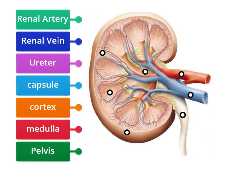 Kidney Structure - Labelled diagram