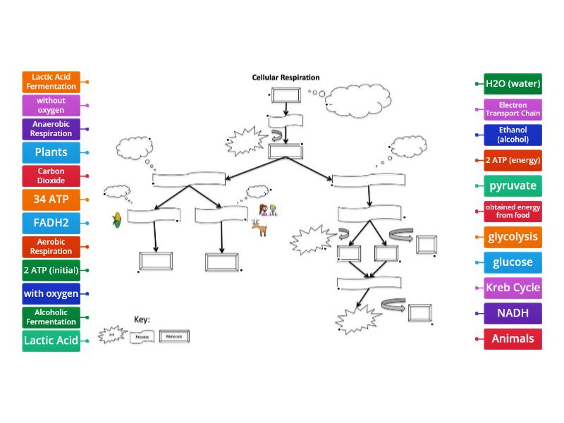 Cellular Respiration Flow Chart - Labelled diagram