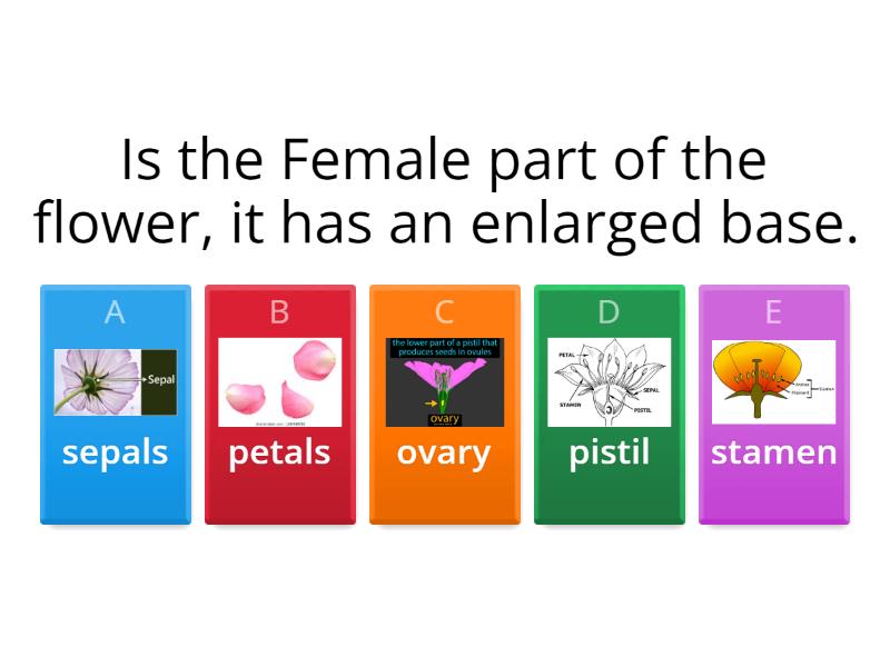 parts-of-the-flower-quiz